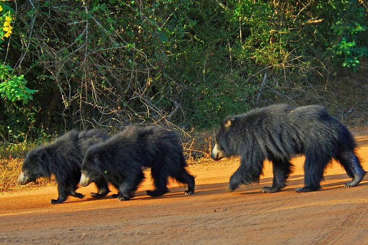 Hoteller i nærheden af Yala Safari & Ella Sightseeing Day Trip - Private & All Inclusive