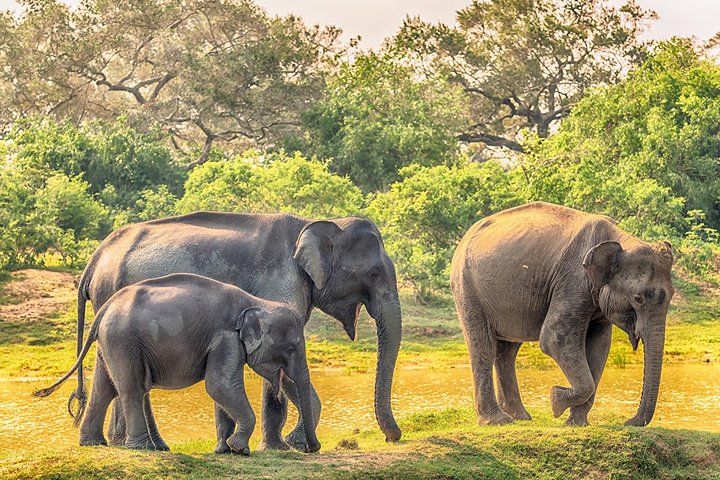 Yala Safari Excursão privada de um dia com transporte de volta - tudo incluído
