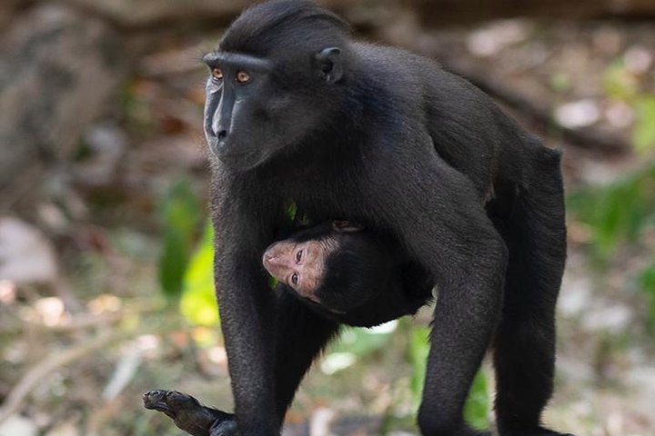 Tour privato del Parco Nazionale Sulawesi Tangkoko