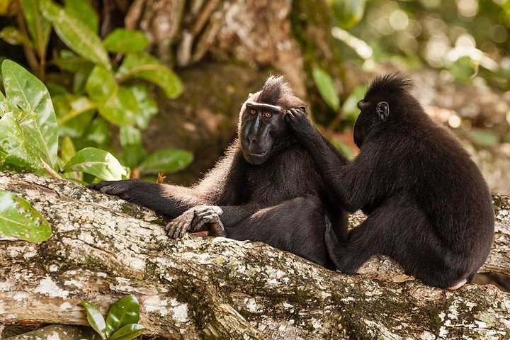 Tour privato del Parco Nazionale Sulawesi Tangkoko