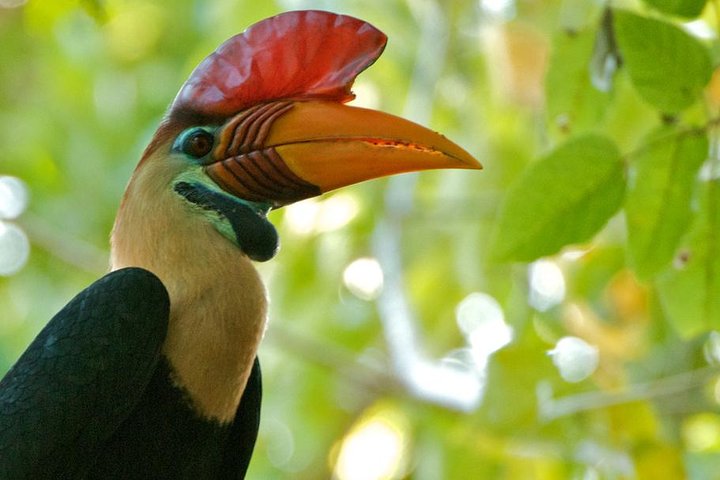 Tour privato del Parco Nazionale Sulawesi Tangkoko