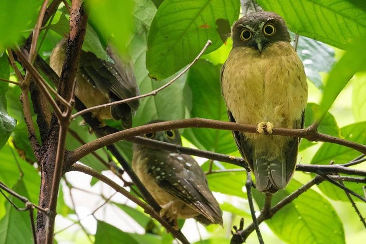 Tour privato del Parco Nazionale Sulawesi Tangkoko