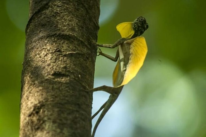 Tour privato del Parco Nazionale Sulawesi Tangkoko