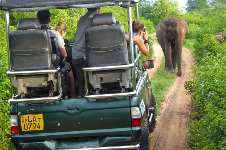 Excursión de un día en safari por Udawalawe desde la región sur y traslado a Ella