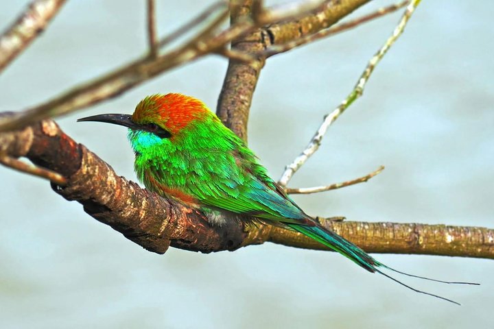 Excursión de un día en safari por Udawalawe desde la región sur y traslado a Ella