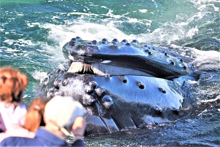 City Cruises Boston Whale Watching Cruise em barco de alta velocidade