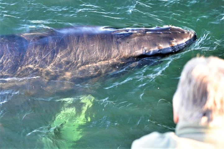 City Cruises Boston Whale Watching Cruise em barco de alta velocidade