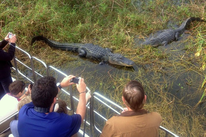 Luftbåtstur i Florida Everglades och inträde till Wild Florida med lunch som tillval