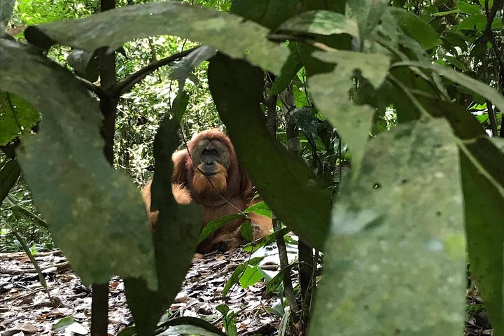 Excursion privée d'une journée complète en trekking Bukit Lawang au départ de Medan