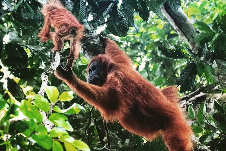 Excursion privée d'une journée complète en trekking Bukit Lawang au départ de Medan