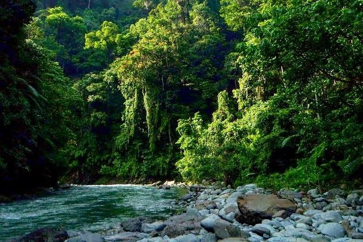 Excursion privée d'une journée complète en trekking Bukit Lawang au départ de Medan