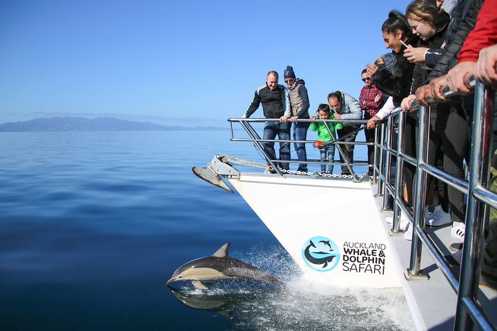 Auckland Eco-safaricruise met dolfijnen en walvissen spotten