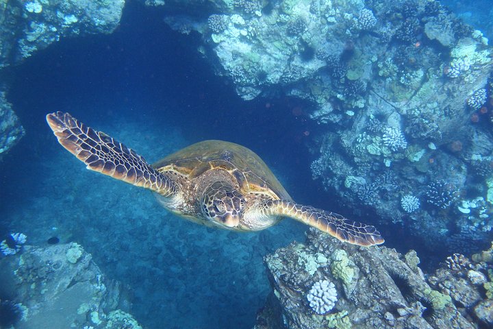 Maui Snorkling äventyr Från Ma'alaea hamnen till Molokini