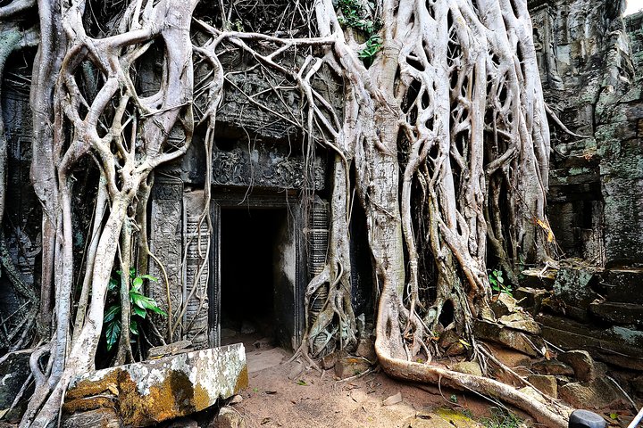 Private Temples Guided Tour (Angkor Wat, Ta Prom & Angkor Thom)