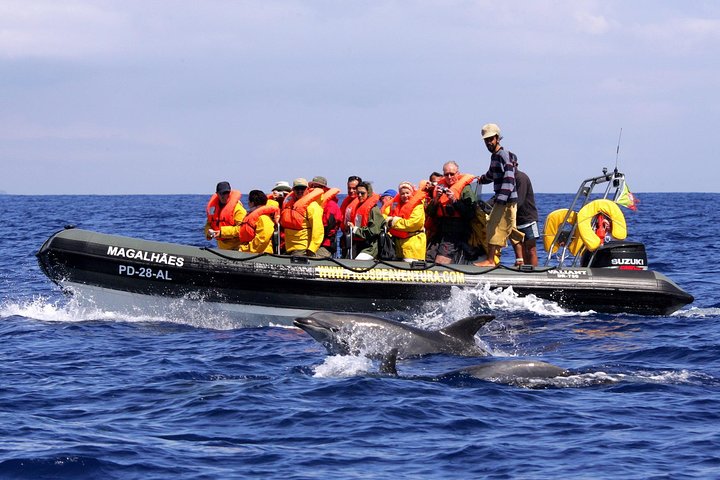 Tour de avistamiento de ballenas y delfines en la isla de Terceira