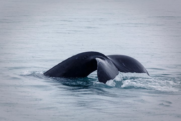 Tour de avistamiento de ballenas y delfines en la isla de Terceira