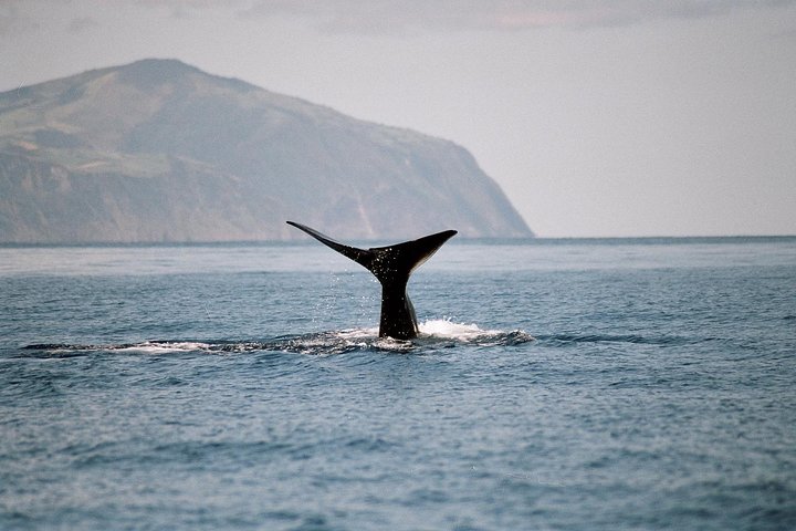 Tour de avistamiento de ballenas y delfines en la isla de Terceira