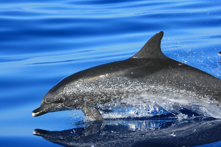 Tour de avistamiento de ballenas y delfines en la isla de Terceira