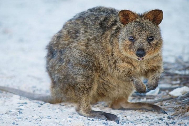 Rottnest Island all-inclusive Grand Island-tur fra Perth
