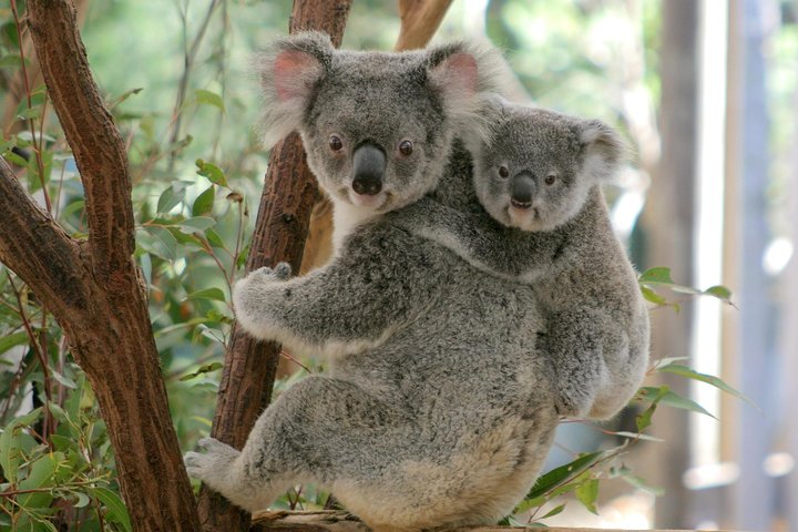 Croisière sur la rivière Brisbane avec entrée au sanctuaire Lone Pine Koala