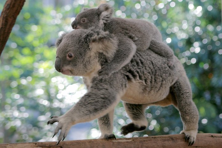 Croisière sur la rivière Brisbane avec entrée au sanctuaire Lone Pine Koala
