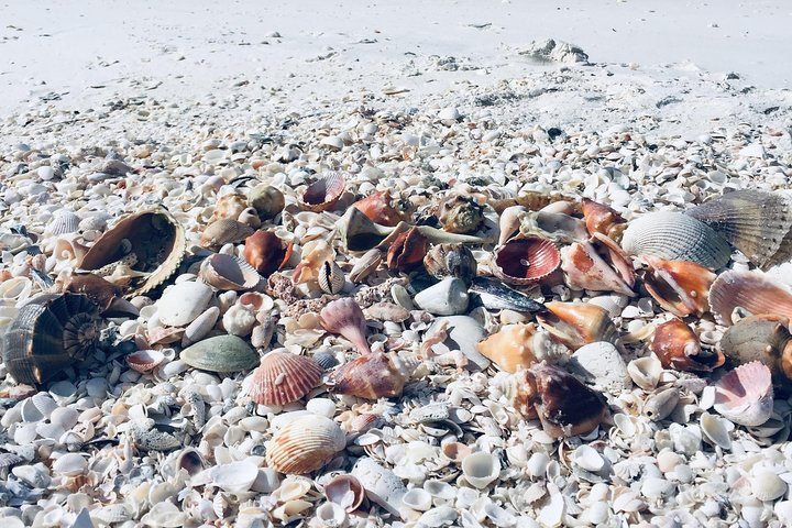 Shelling Tours - Fort Myers Beach / Naples