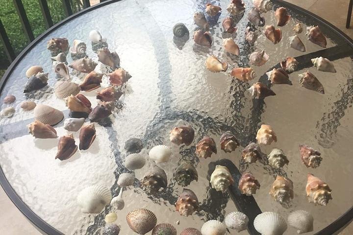 Shelling Tours - Fort Myers Beach / Naples