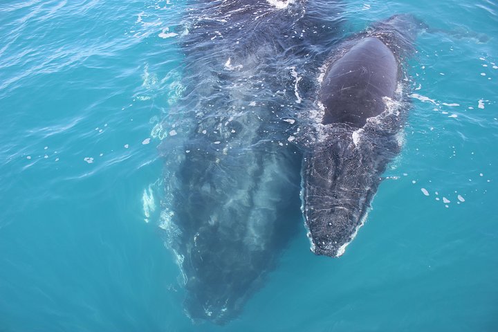 Hoteller i nærheden af Freedom Whale Watch Cruise - Hervey Bay