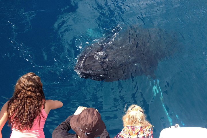 Hoteller i nærheden af Freedom Whale Watch Cruise - Hervey Bay