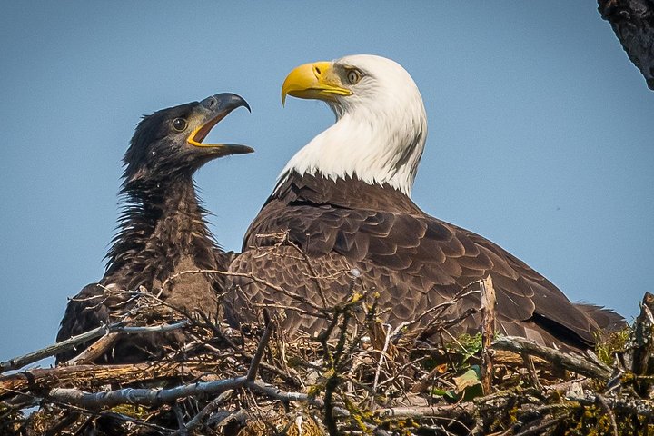 Foco na excursão privada pela natureza / fotografia de Haines