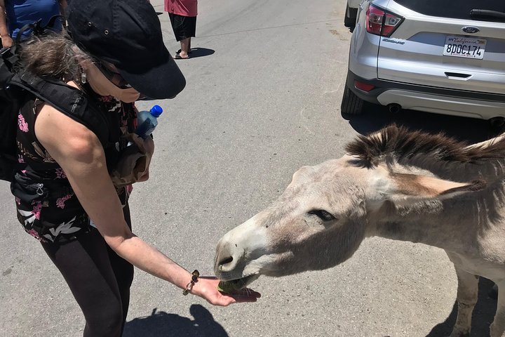 Oatman Mining Camp & Burros : Visite historique de la Route 66 au départ de Laughlin