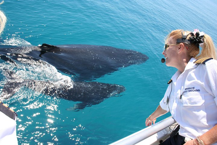Crucero de observación de ballenas desde Redcliffe o Brisbane City