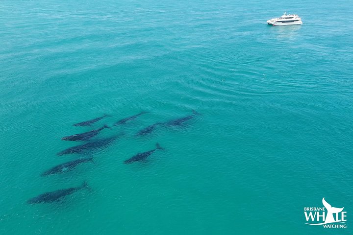 Crucero de observación de ballenas desde Redcliffe o Brisbane City