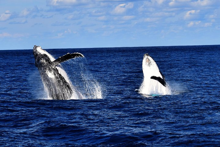Crucero de observación de ballenas desde Redcliffe o Brisbane City