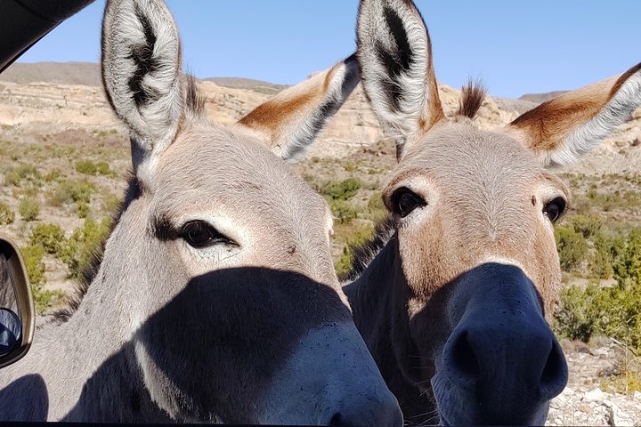 Oatman Mining Camp & Burros : Visite historique de la Route 66 au départ de Laughlin