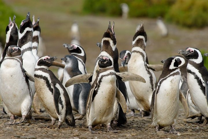 Excursión en crucero por la costa Punta Tombo con Boxlunch desde Pto Madryn