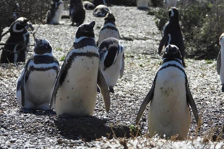 Excursión en crucero por la costa Punta Tombo con Boxlunch desde Pto Madryn