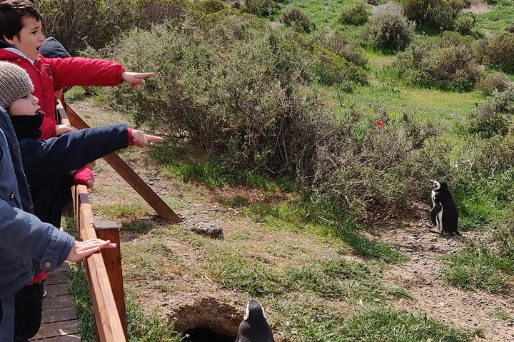 Excursión en crucero por la costa Punta Tombo con Boxlunch desde Pto Madryn