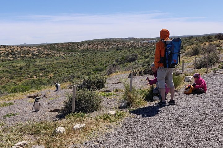 Excursión en crucero por la costa Punta Tombo con Boxlunch desde Pto Madryn
