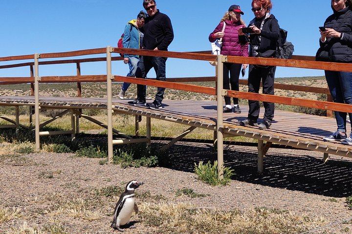 Excursión en crucero por la costa Punta Tombo con Boxlunch desde Pto Madryn