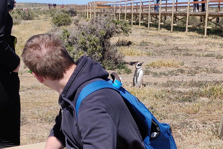 Excursión en crucero por la costa Punta Tombo con Boxlunch desde Pto Madryn