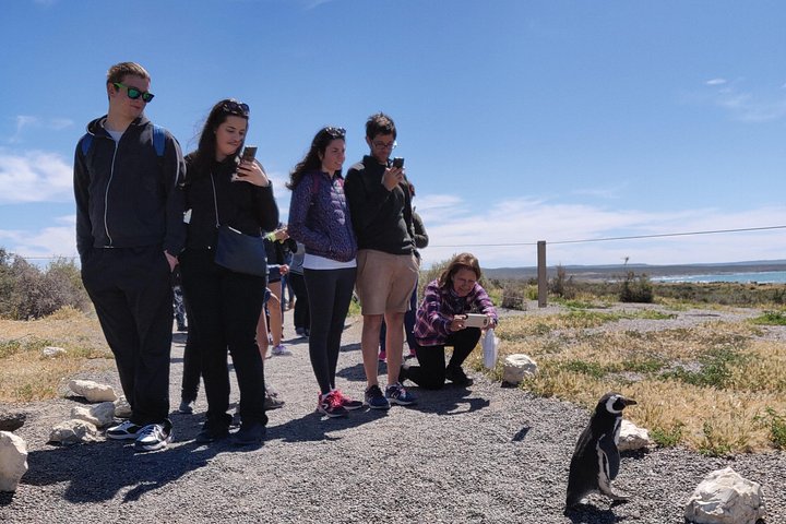Excursión en crucero por la costa Punta Tombo con Boxlunch desde Pto Madryn