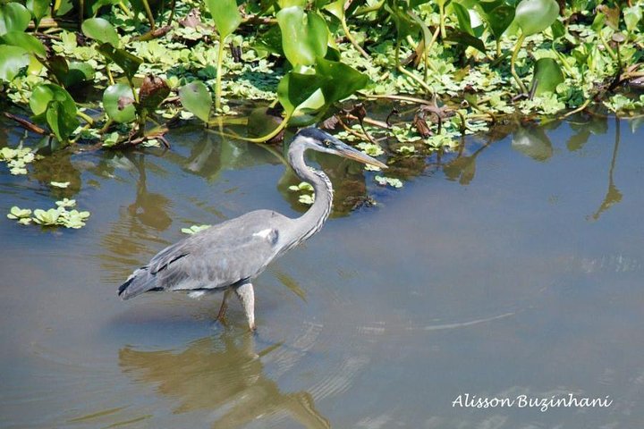 Pantanal-Tagesausflug - All Inclusive - Campo Grande verlassen