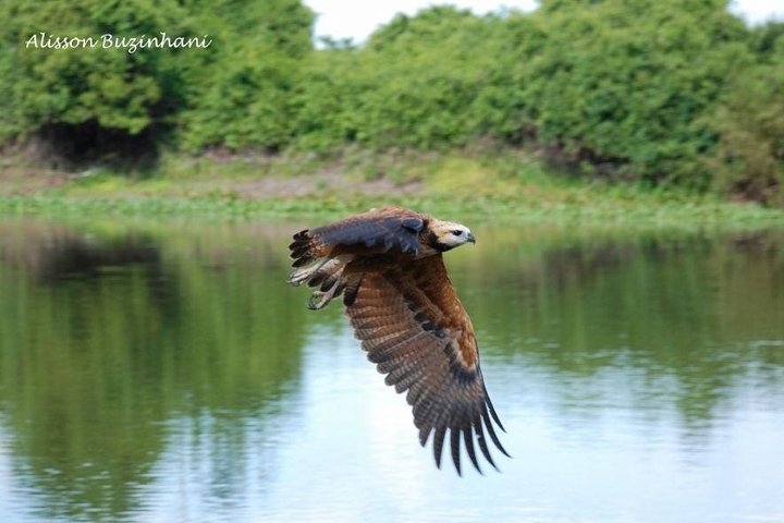 Pantanal-Tagesausflug - All Inclusive - Campo Grande verlassen