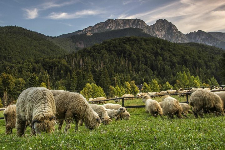 Krakow: Zakopane Tour, Tatra bjerge og kabelbil (Hotel afhentning)