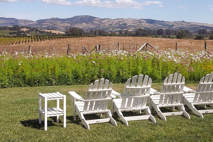 Tour guidato dell'healdsburg Wine Country Bike e degustazione di vini con pranzo