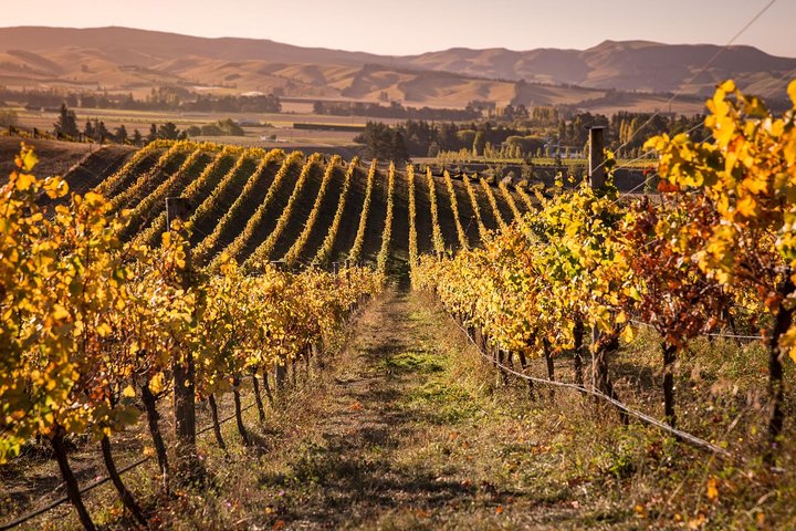 Waipara Wine Tour fra Christchurch - inkludert lunsj og smaksprøver