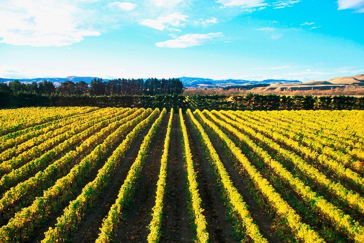 Waipara Wine Tour fra Christchurch - inkludert lunsj og smaksprøver