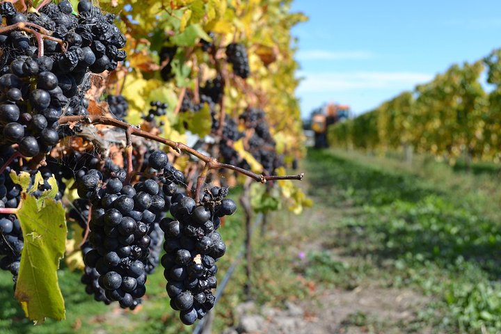 Waipara Wine Tour fra Christchurch - inkludert lunsj og smaksprøver
