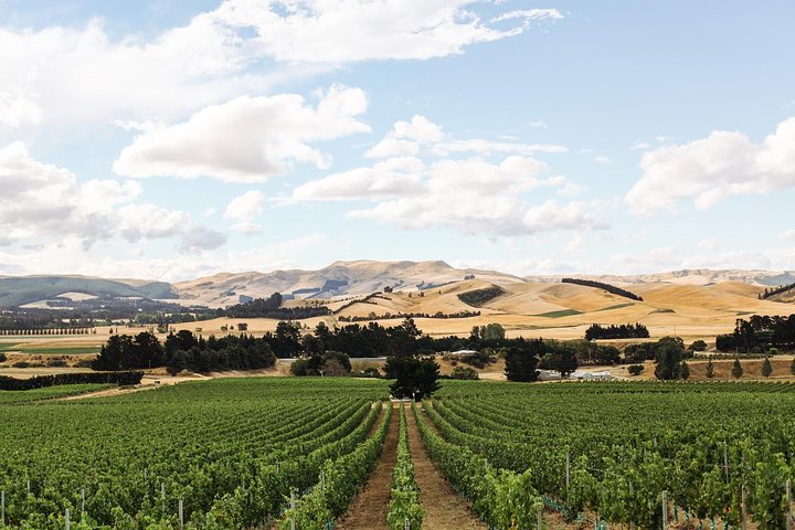 Waipara Wine Tour fra Christchurch - inkludert lunsj og smaksprøver